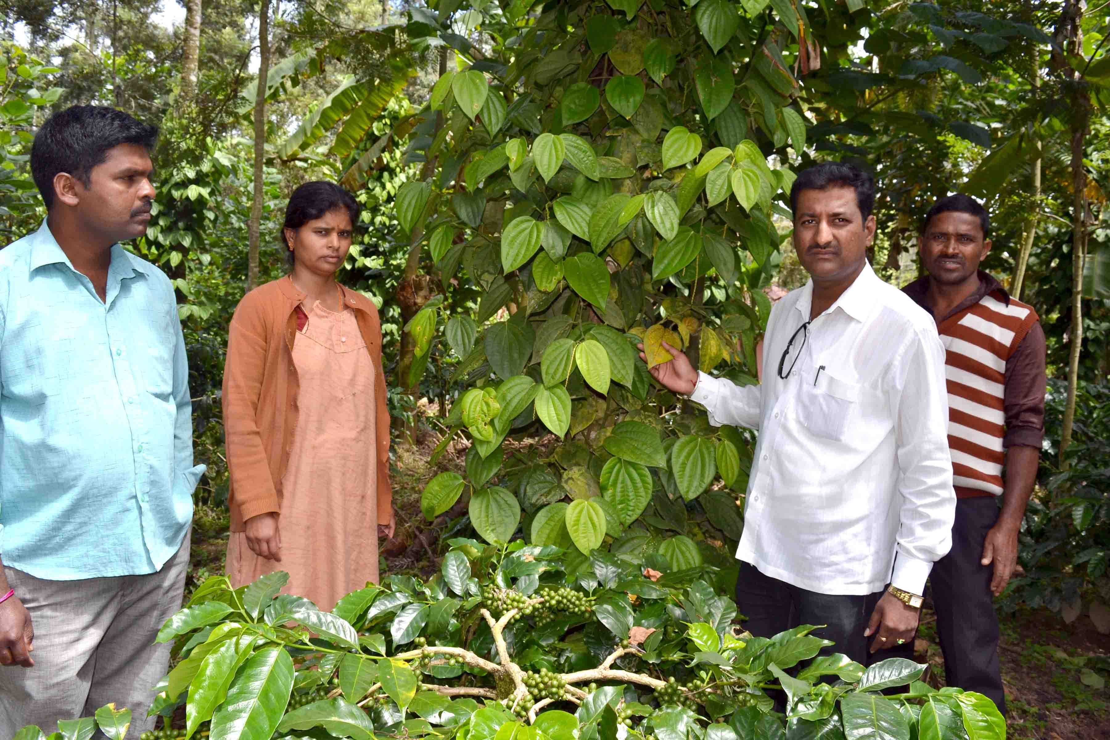 ಮೆಣಸಿನ ಫಸಲು ನಾಶ ಸಚಿವರ ಗಮನಕ್ಕೆ ತರುವ ಭರವಸೆ